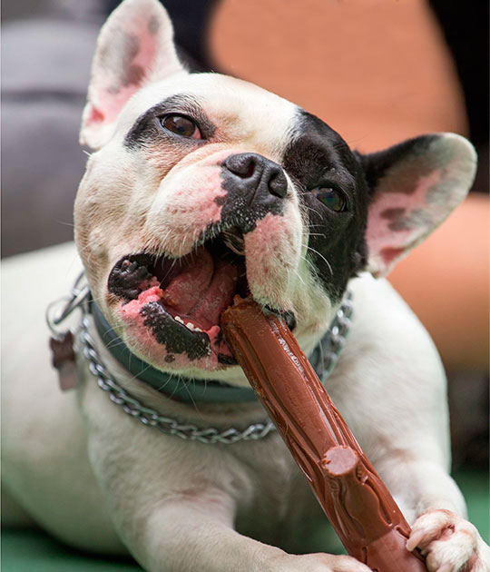 Bem estar Animal