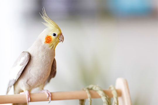 Aves e Animais Silvestres