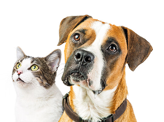 Internação Veterinária