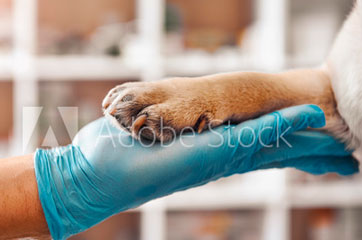 Veterinária e saúde animal